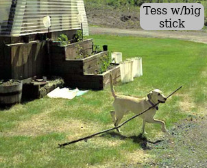 Tess with big stick