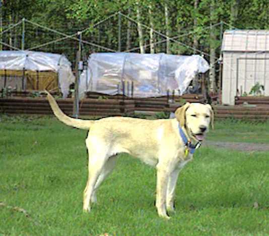 Tess in front of garden in Alaska