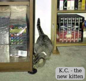 K.C. - the new kitten