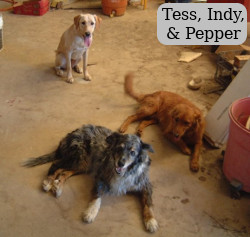 Tess, Indy, & Pepper