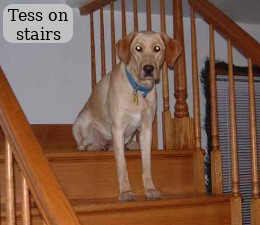 Tess on stairs
