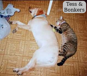 Tess & Bonkers