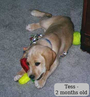 Tess - 2 months old